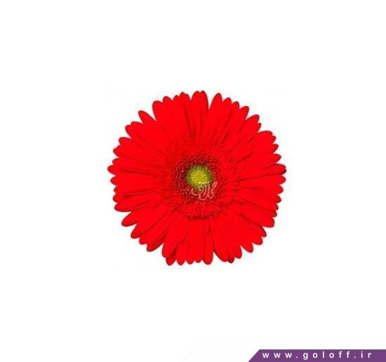 سفارش گل ژربرا بلاگیو - Gerbera | گل آف